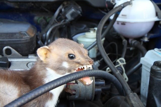 Marder im Motorraum