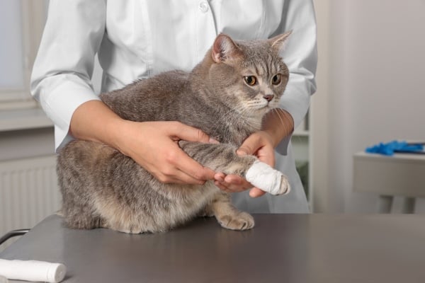 Katze bekommt eine Bandage auf die Pfote