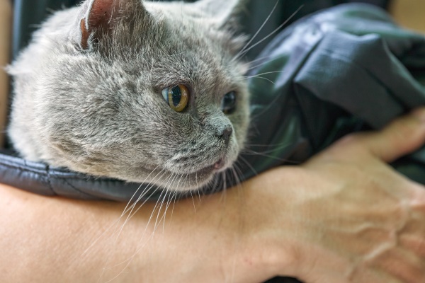 Katze liegt auf einem Arm