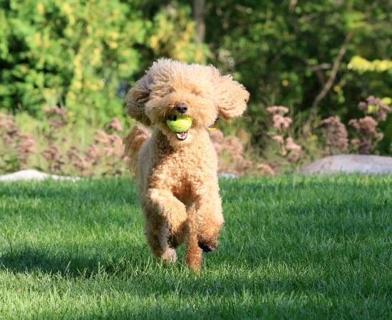 Poodle läuft auf Wiese