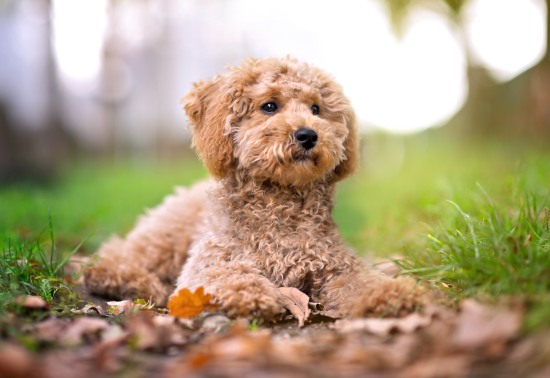 useful description of image if informative and not decoration only.