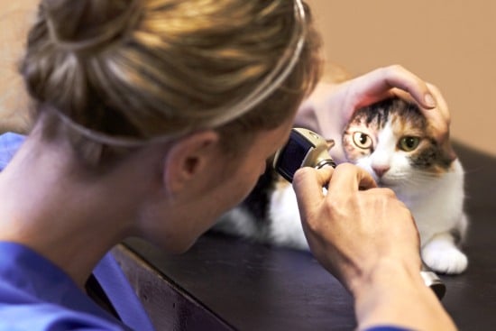  Katze wurde von Ärztin untersucht