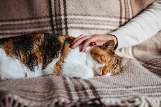 Katze schläft auf dem Sofa